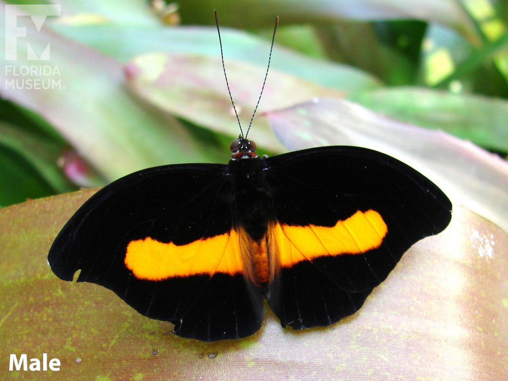 Male Banded Morpho Butterfly with its wings open is black with an orange band across its wings