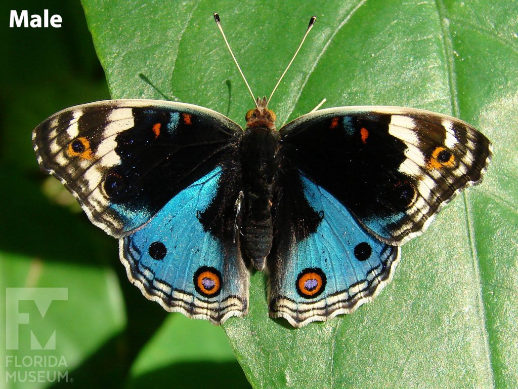 Male Blue Pansy butterfly with open wings. Butterfly is black with blue and white markings and orange eyespots on the lower blue wings.