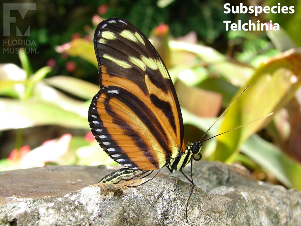 Tiger Longwing butterfly Subspecies Telchinia with wings closed. Butterfly is brown/black with large orange stripes and white spots near the wing tips