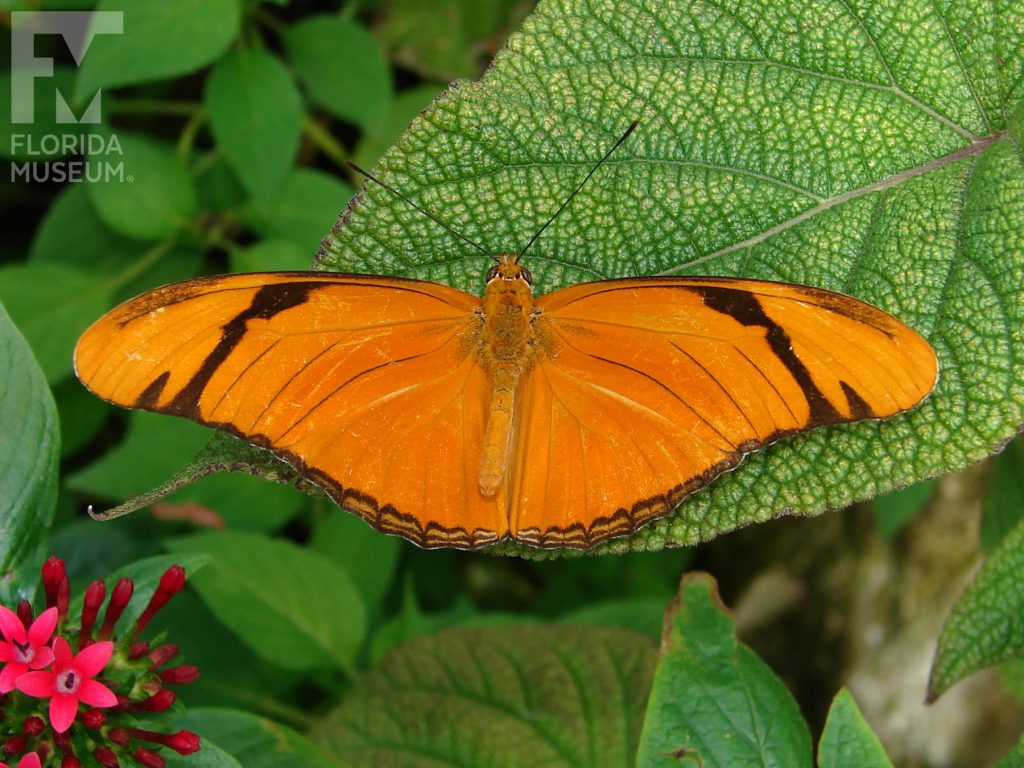 Julia butterfly with wings open. Male and female butterflies similar. Butterfly is orange with black edges and black stripes near the wing tips.