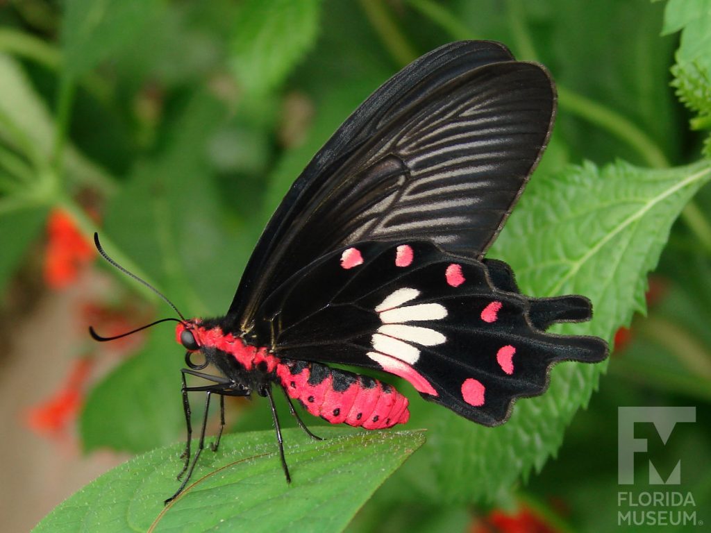 Common Rose Butterfly with wings closed. The butterfly’s body is bright red, the top wings are long and narrow and bottom winds have several rounded points. With its wings closed the butterfly black with red and white markings on the lower wing.