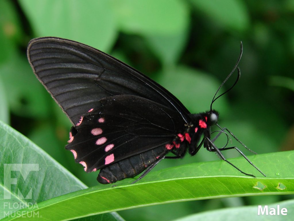 Male Lysander Cattleheart butterfly with closed wings. Butterfly is black with red markings on the lower wing and on the body of the butterfly.