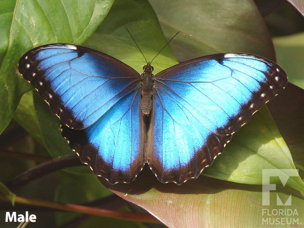 Male Blue Morpho butterfly with open wings. Wings are iridescent blue with black edges.