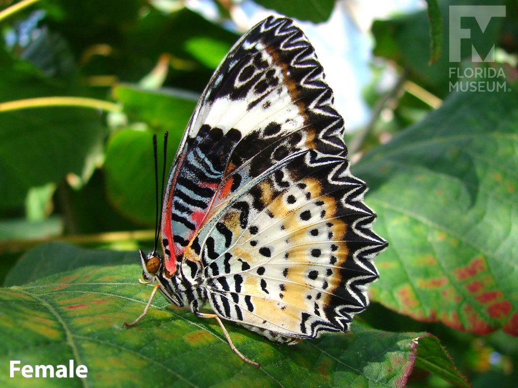 Female Leopard Lacewing Butterfly with wings closed is brown, orange, cream and red with black patterns