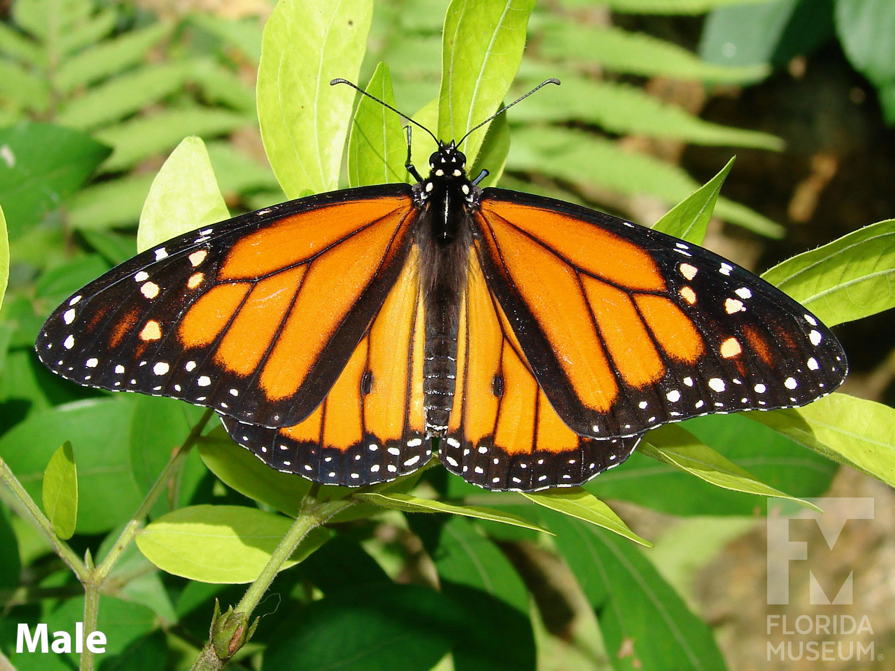 Monarch butterfly, Museum of Natural History