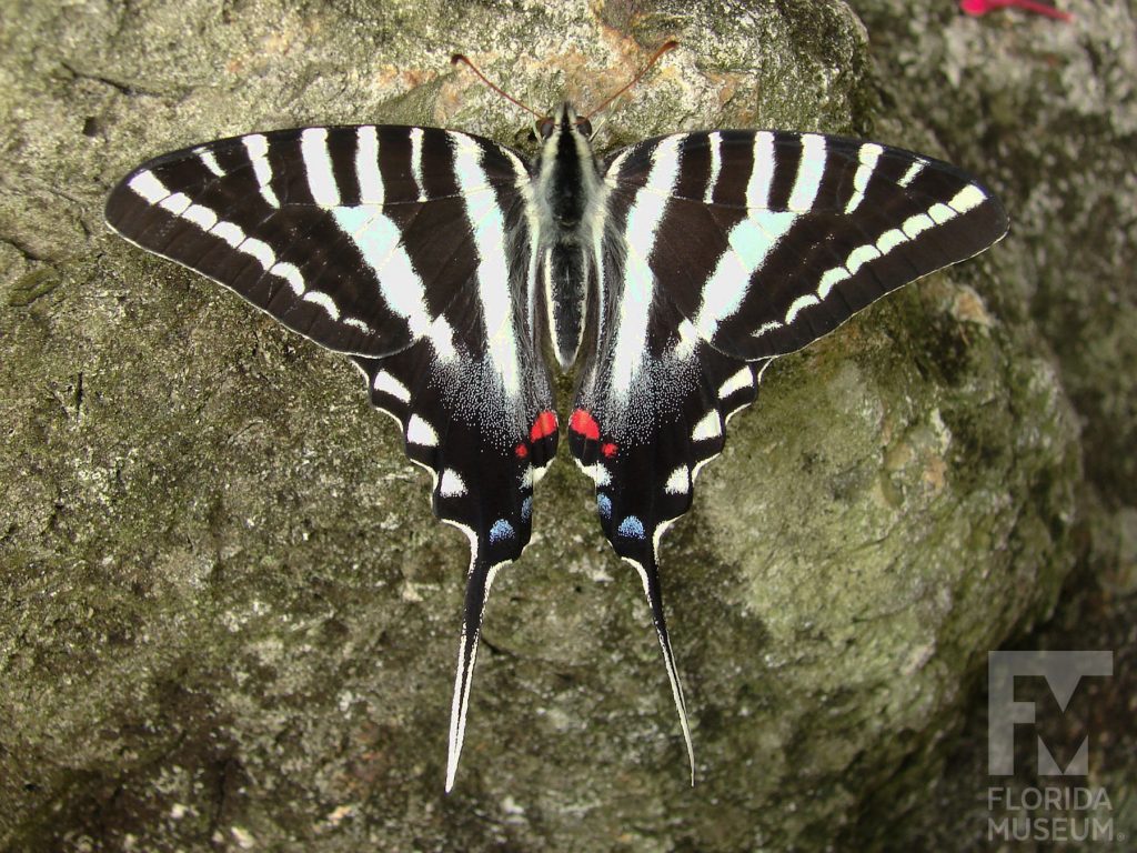 Zebra Swallowtail with wings open. Male and female butterflies look similar. Butterfly has long ’Swallowtail’ that ends in a point. Wings are black with white stripes and red and blue spots near the long ‘tail’.