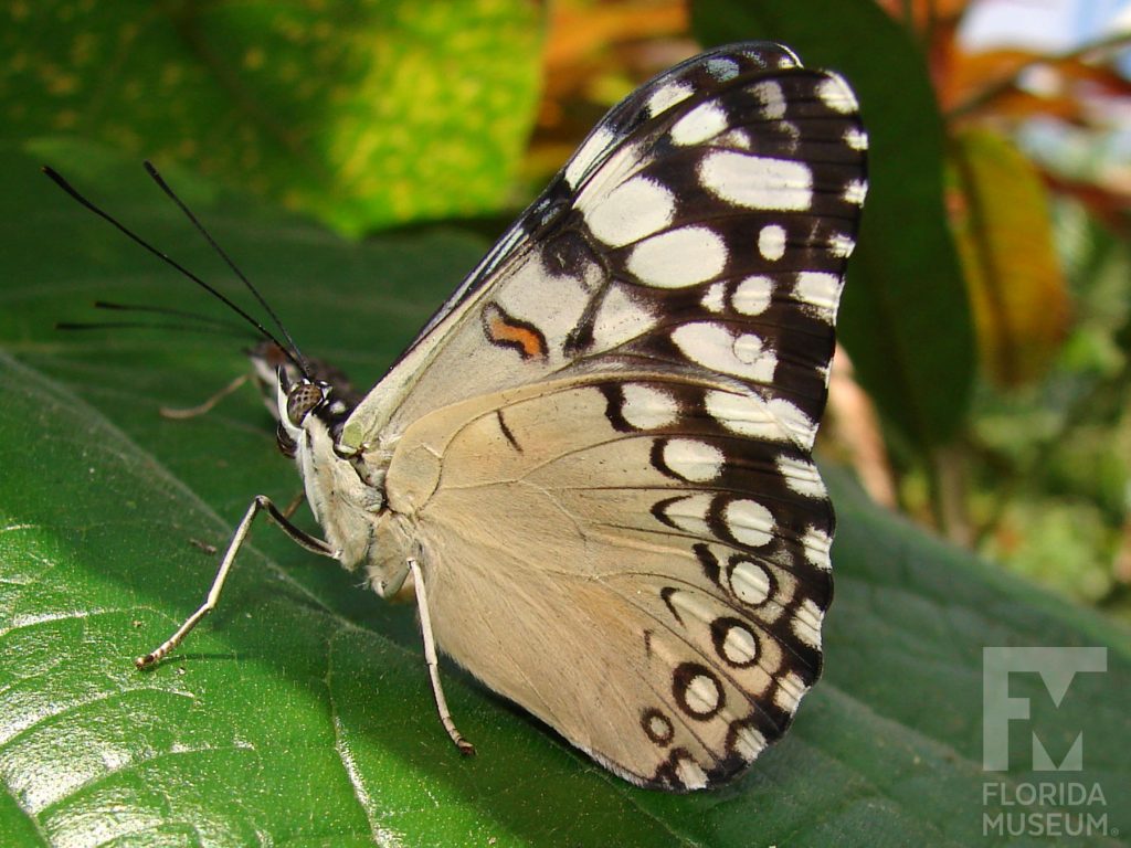 Variable Cracker Butterfly with its wings closed the butterfly is cream with black and white markings along the top and edge of the wings.