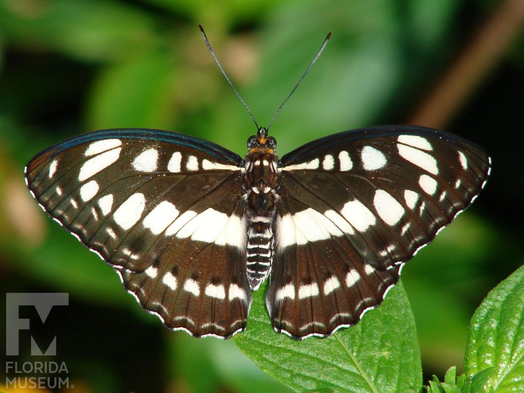 Common Sergeant butterfly with open wings. Male and female butterflies look similar. Wings are black/dark brown with white markings set in horizontal stripes.