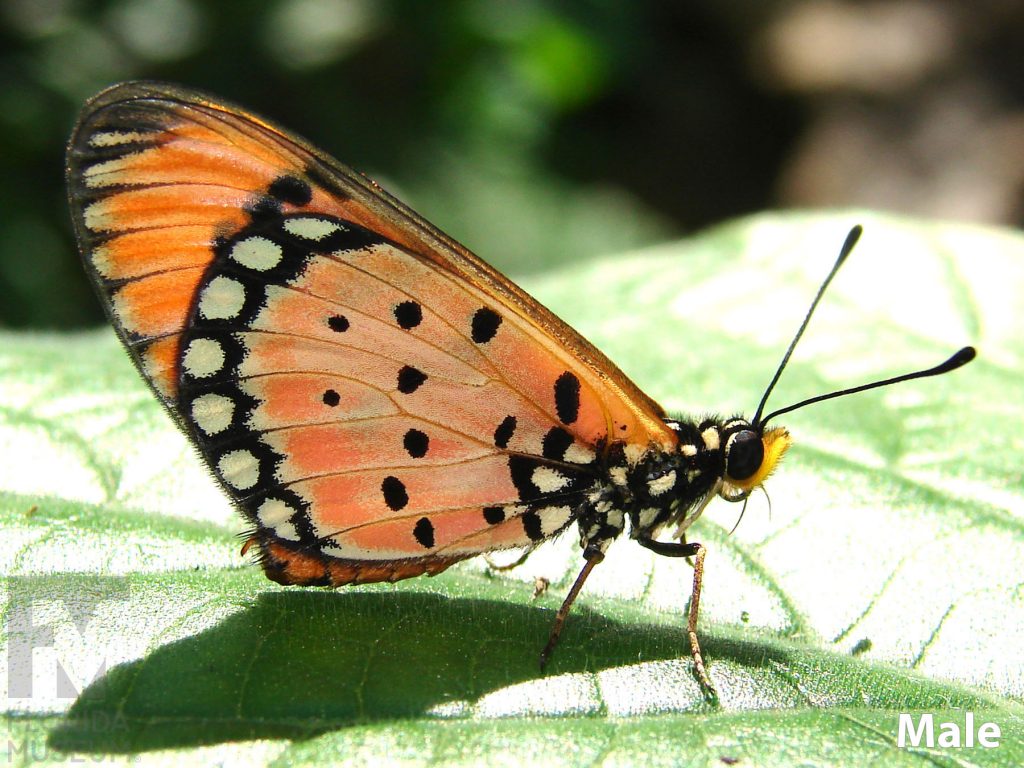Male Tawny Coaster butterfly ID photos with closed wings. Butterfly has long narrow wings. Wings are orange with small black spots and a black border with spots rings through the center of the closed wings