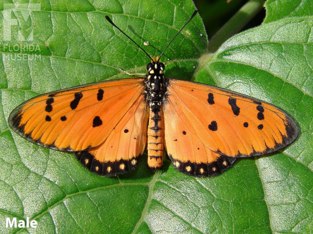Male Tawny Coaster butterfly ID photos with open wings. Butterfly has long narrow wings. Wings are orange with small black spots and a black border with spots along the lower wing