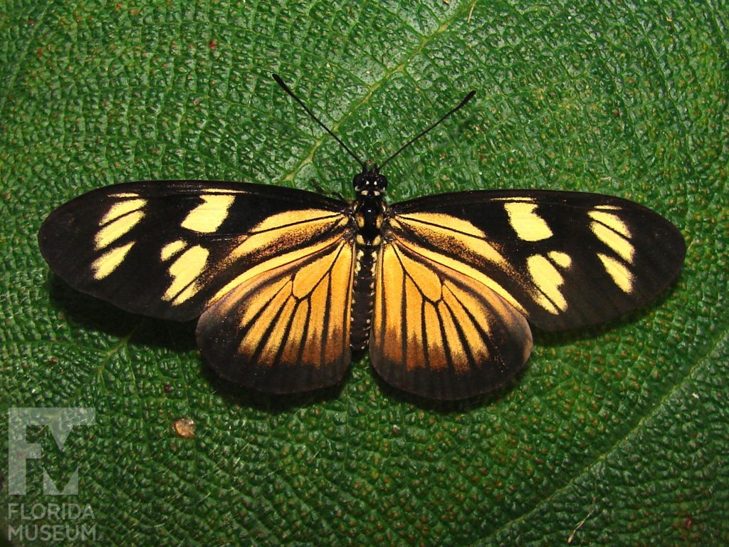 Vibilia Longwing butterfly with open wings. Male and female butterflies look similar. Butterfly has long narrow wings. Center of the wings near the body is yellow/orange with thin black stripes. The wing tips are black with irregular yellow markings that form two stripes.