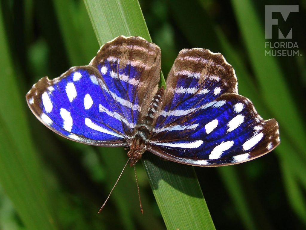 Tropical Blue Wave Butterfly with its wings open. The butterfly is bright blue with a black/brown border and near the wing edges. White marking form rows across the wings.