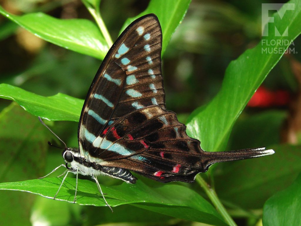 Black Swordtail Butterfly with its wings closed. Male and female butterflies look similar. The lower wings end in a long thin point. The butterfly is dark grey with pale blue-green markings.