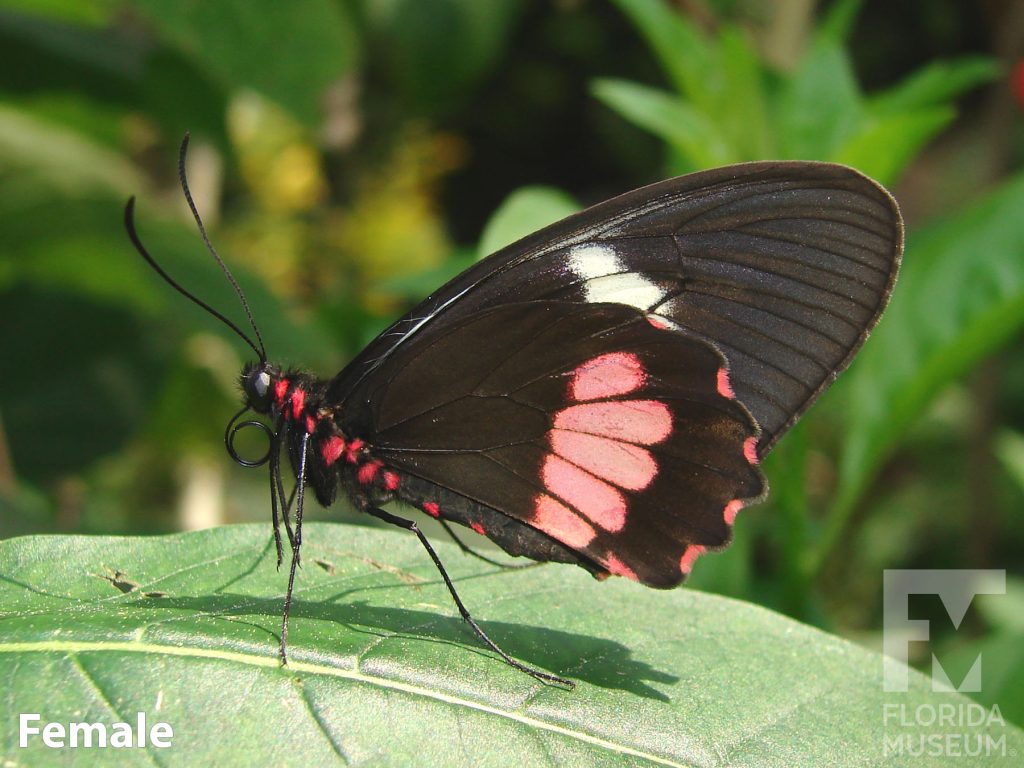 Female True Cattleheart butterfly with closed wings. Butterfly is black with white and pink bands and red markings on the body.