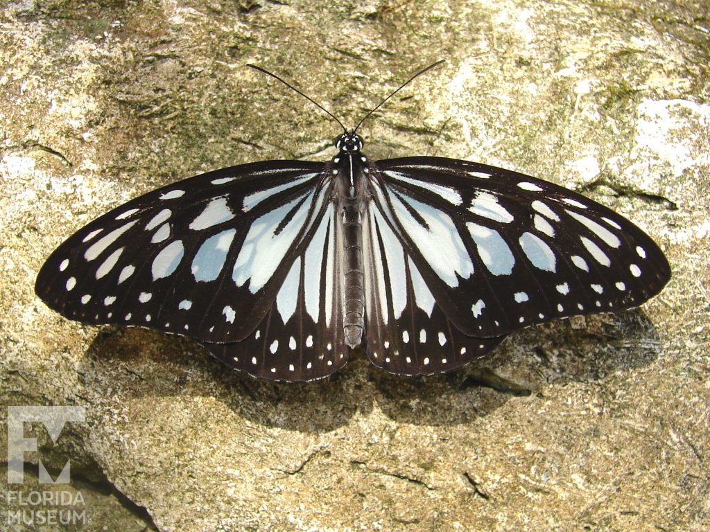 Wood Nymph Butterfly with open closed. At the center near the body of the butterfly is white with wide black veins. The wide black border has two rows of small white dots.