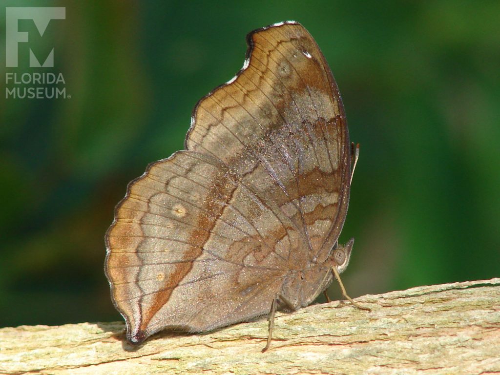 Chocolate Pansy butterfly with closed wings. Male and female butterflies look similar there is variation between butterflies. Butterfly is light brown with brown and grey markings