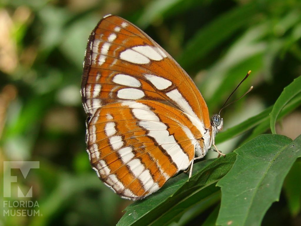 Common Sailor butterfly with closed wings. Male and female butterflies look similar. Wings are reddish-brown with bands of cream-colored markings