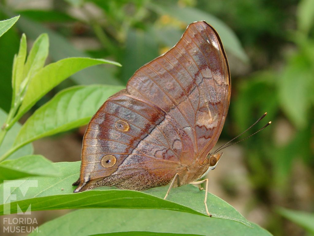 Autumn Leaf Butterfly with its wings closed. With its wings closed the butterfly is brown with subtle eye spots and white markings. It looks like a leaf. The shade or brown can vary between butterflies.