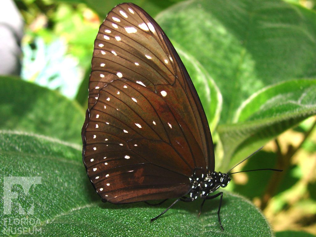 King Crow butterfly with closed wings. Male and female butterflies look similar. Butterfly is brown with white spots. The body of the butterfly also has many small white spots
