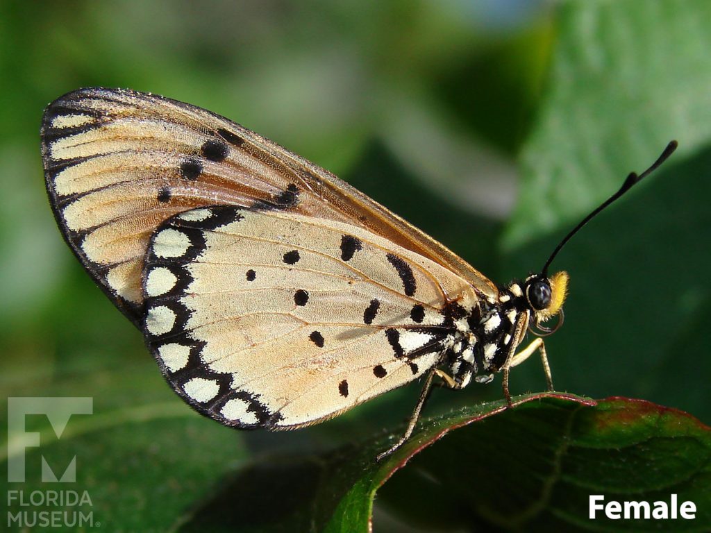 Female Tawny Coaster butterfly ID photos with closed wings. Butterfly has long narrow wings. Wings are pale orange with small black spots and a black border with spots rings through the center of the closed wings