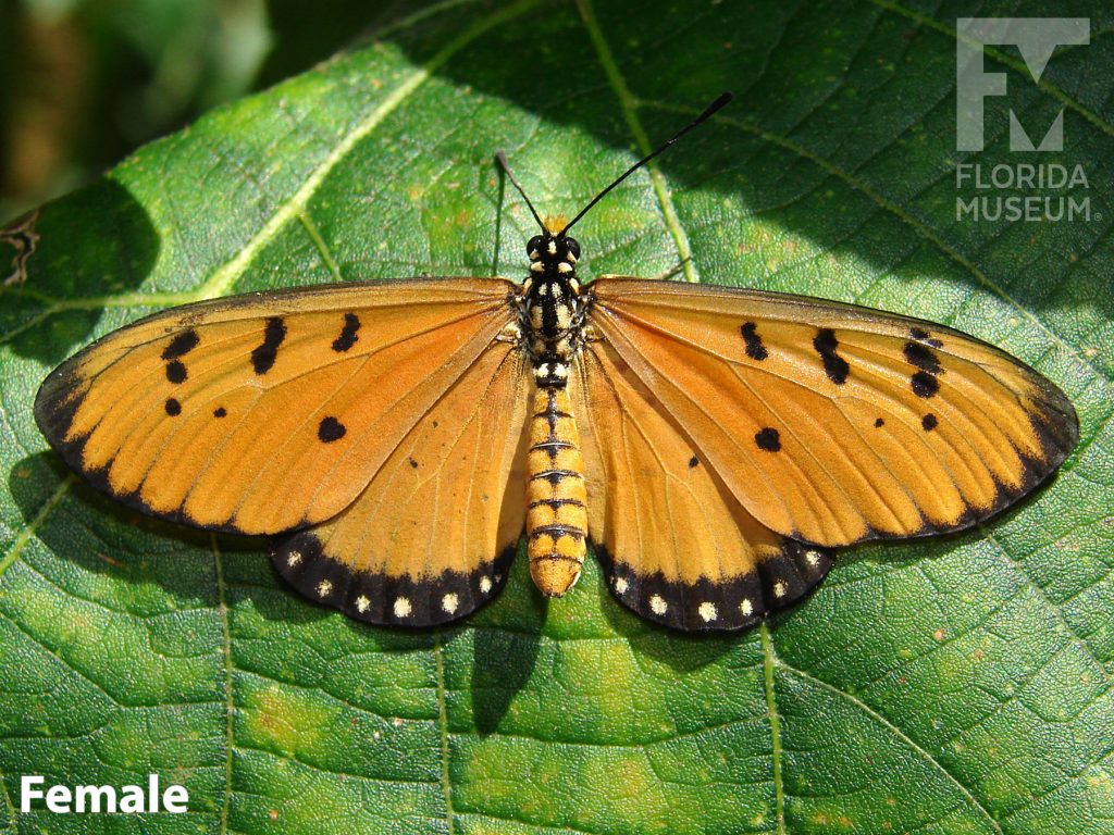 Female Tawny Coaster butterfly ID photos with open wings. Butterfly has long narrow wings. Wings are a muted orange with small black spots and a black border with spots along the lower wing