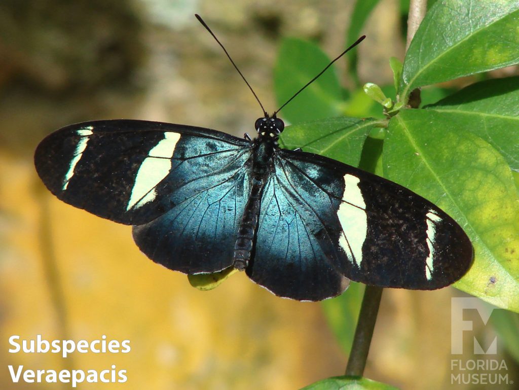 Subspecies veraepacis Sara Longwing butterfly with wings open. Butterfly has long black wings, is blue near the center with two white bands across the upper wing.