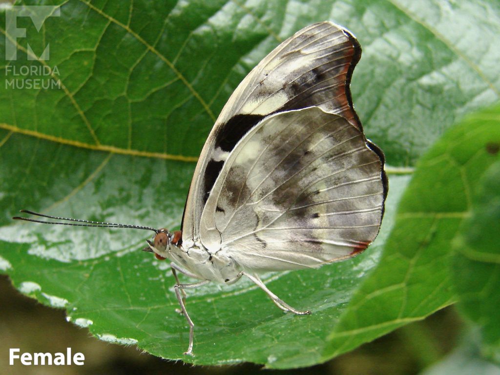 Female Banded Morpho Butterfly with its wings closed is mottled cream and grey.