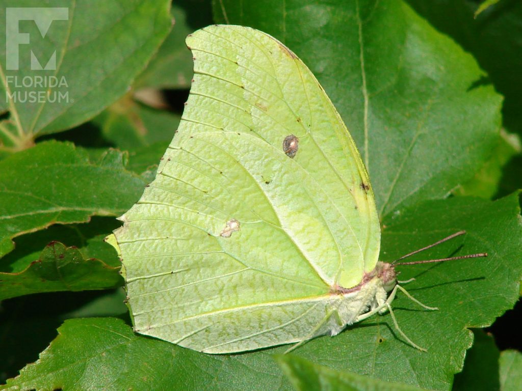 Yellow-angled Sulfur butterfly with closed wings. Male and female butterflies look similar. Butterfly is with yellow-green with a singe small brown dot at the center of the upper wing.