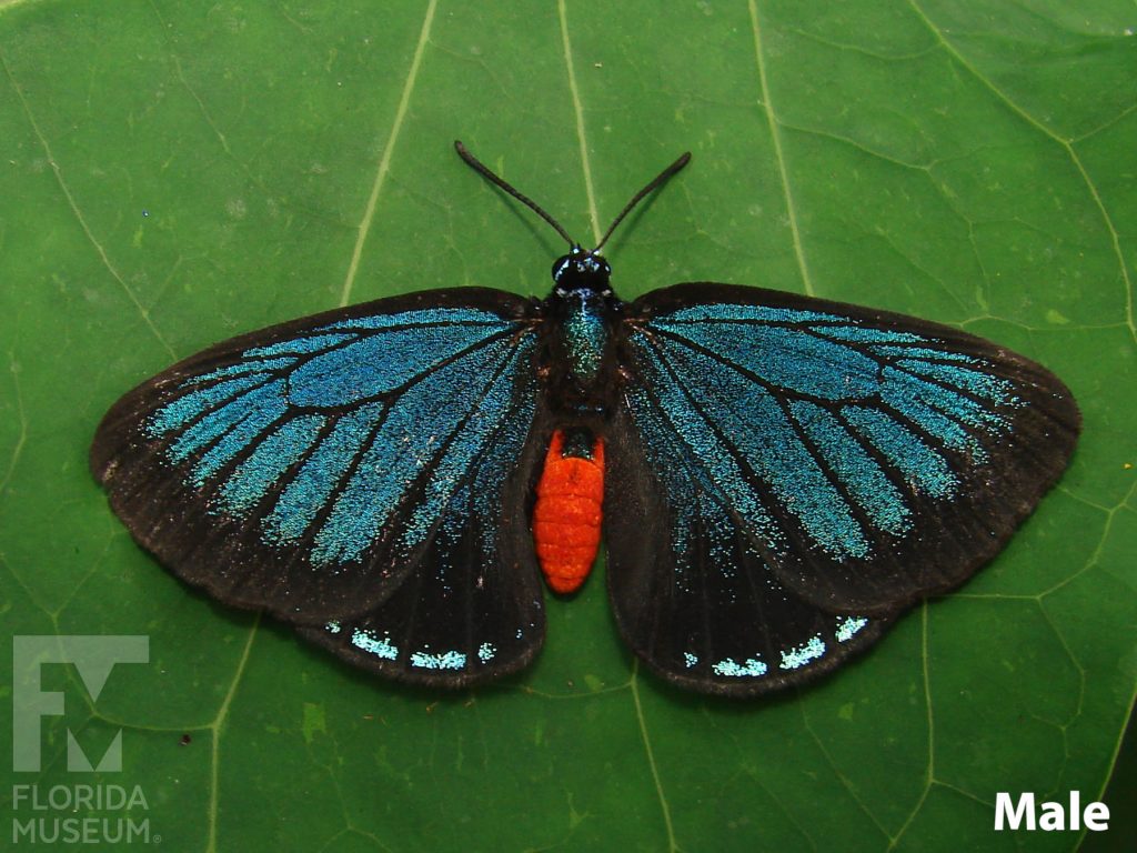 Male Atala Butterfly photos with open wings. Butterfly wings are black with iridescent blue markings. The butterfly’s body is bright red.