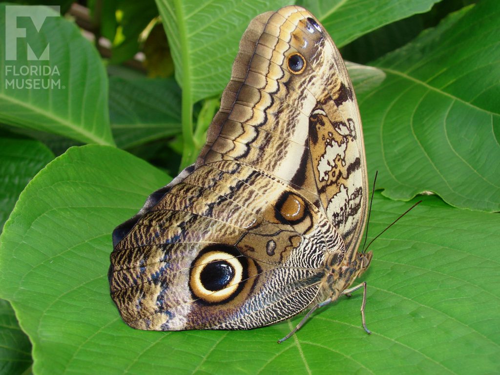 Cream-striped Owl butterfly with wings closed are shades of brown, grey and cream with large ‘owl eye’ spots. Male and female butterflies look similar.