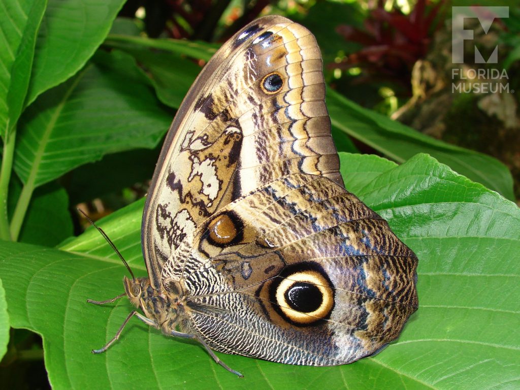 Cream-striped Owl butterfly with wings closed are shades of brown, grey and cream with large ‘owl eye’ spots. Male and female butterflies look similar.