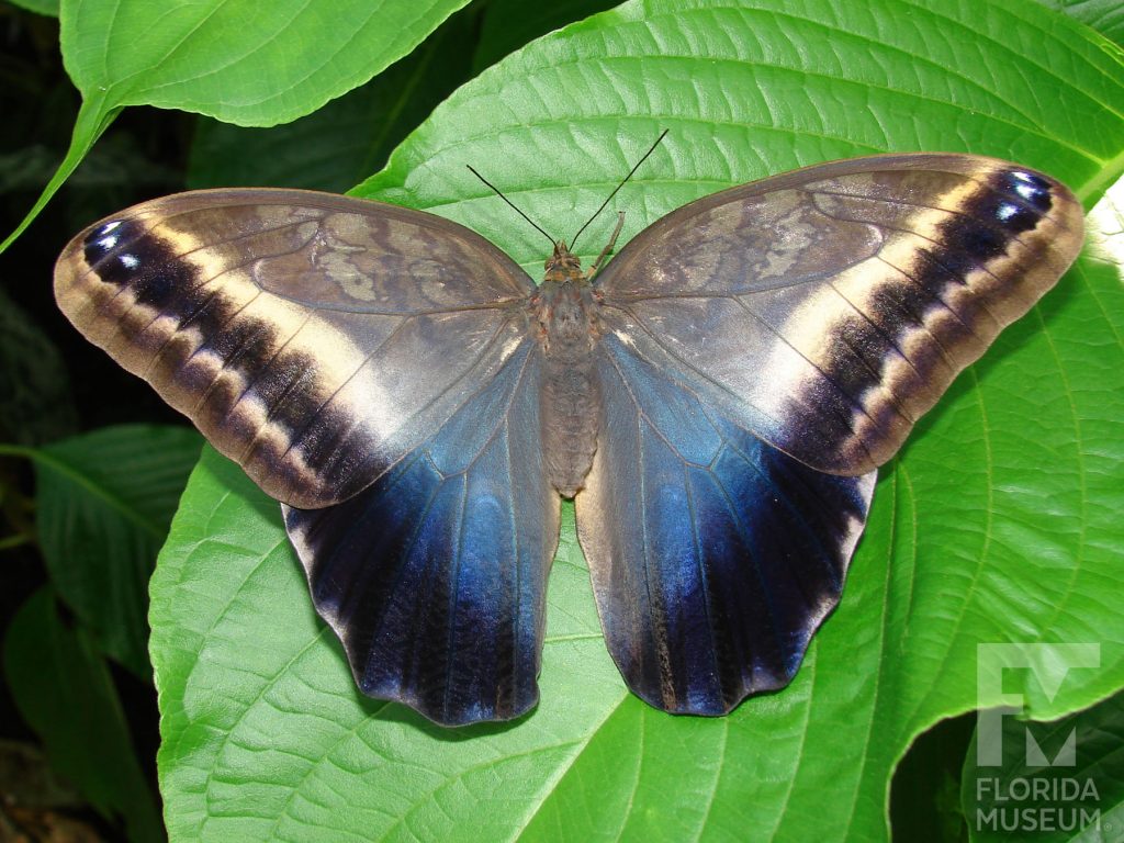 Cream-striped Owl butterfly with wings open, the top wings are brown and grey with black and cream stripes along the edges. The lower wing is muted blue with a wide black border. Male and female butterflies look similar.