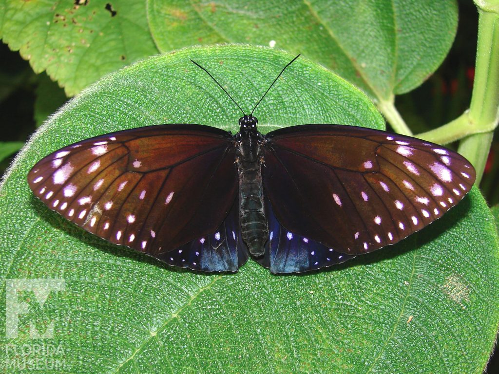 King Crow butterfly with open wings. Male and female butterflies look similar. Butterfly is dark brown with white spots near the wing tips. The lower wings have an iridescent blue sheen.