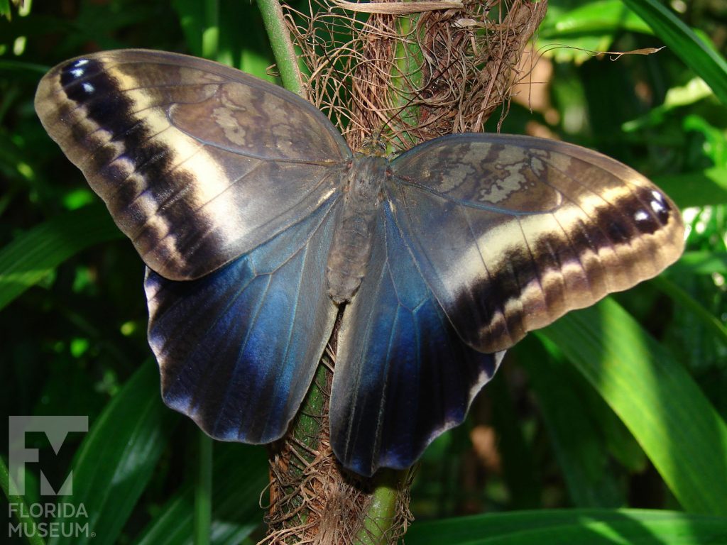 Cream-striped Owl butterfly with wings open, the top wings are brown and grey with black and cream stripes along the edges. The lower wing is muted blue with a wide black border. Male and female butterflies look similar.