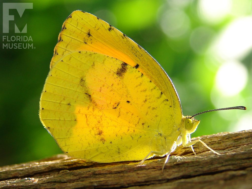 Sleepy Orange butterfly ID photos with closed wings. Male and female look similar with wings closed but the pattern can vary. Wings are yellow green with small brown spots.