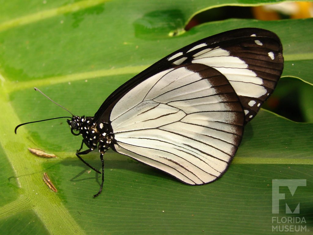Friar Butterfly with wings closed. Male and Female butterflies look similar. With its wings closed the butterfly is white with thin black edges and tips. The white markings have thin black vein stripes.