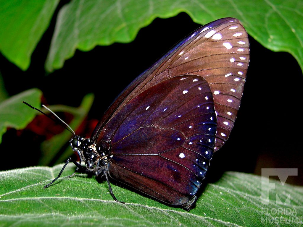 King Crow butterfly with closed wings. Male and female butterflies look similar. Butterfly is brown with white spots. The wings have an iridescent blue sheen. The body of the butterfly also has many small white spots