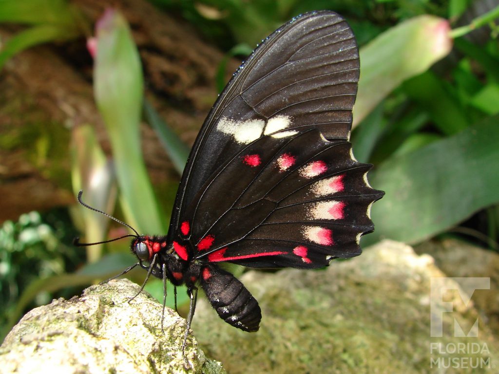 Mimic Kite Swallowtail butterfly with closed wings. Male and female butterflies look similar. Butterfly is black with long wings and red markings on the lower wing near the butterfly’s body and the edges of the wing. White markings form a band at the center of the upper wing