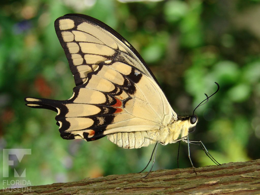 Thoas Swallowtail Butterfly. The lower wings end in a long thin point. With its wings closed the butterfly is yellow with black markings.