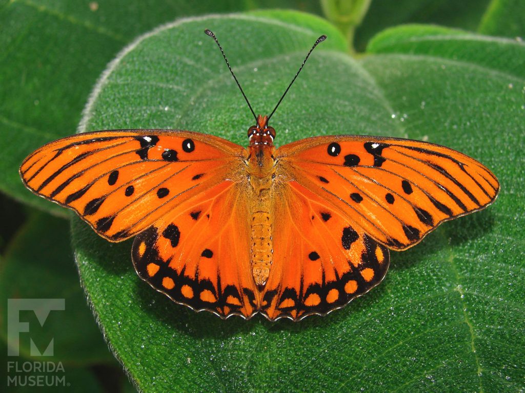 Gulf Fritillary Butterfly with open wings. Male and Female butterflies look similar. Wings are bright orange with white and black markings