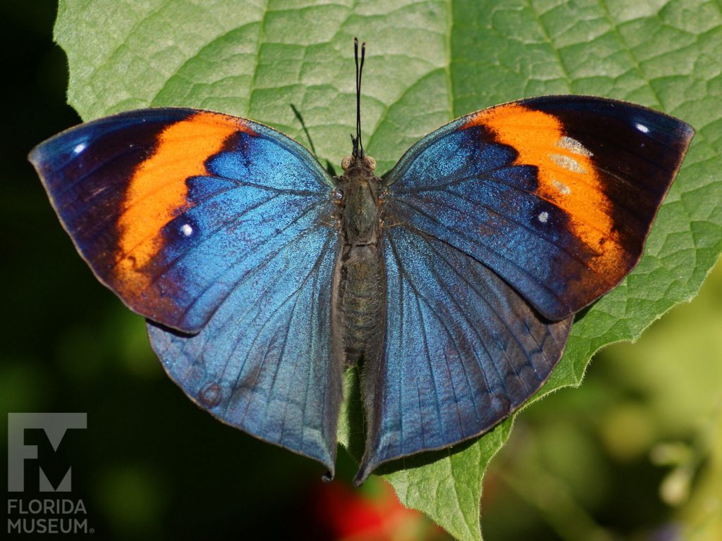 Indian Leaf Butterfly. Male and Female butterflies look similar. With wings open butterfly blue with a wide stripe of orange and black at the tips.