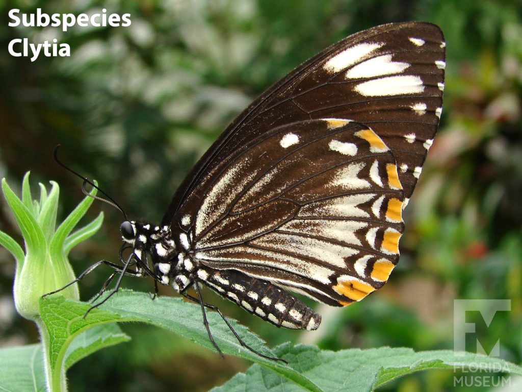 Common Mime Subspecies Clytia butterfly with wings closed. Butterfly is dark brown with white stripes and yellow markings along the edge of the lower wing.