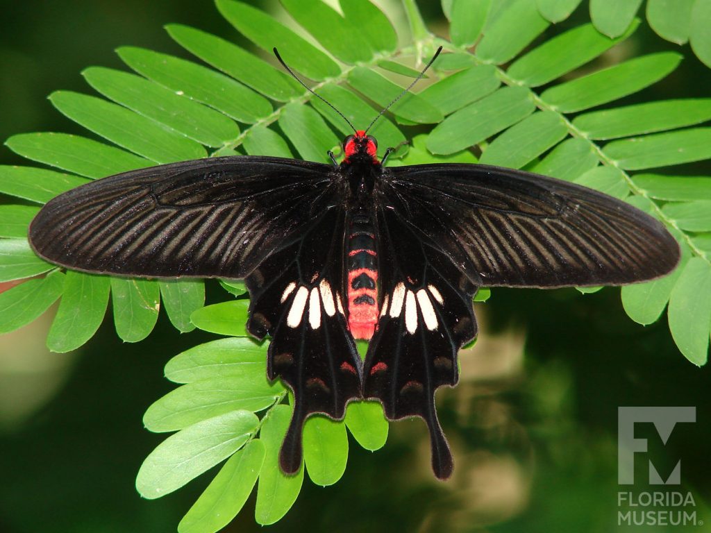 Common Rose Butterfly with wings open. The butterfly’s head and lower part of the body is bright red, the top wings are long and narrow and bottom winds have several rounded points. With its wings open the butterfly is black with white and faint red markings on the lower wing.