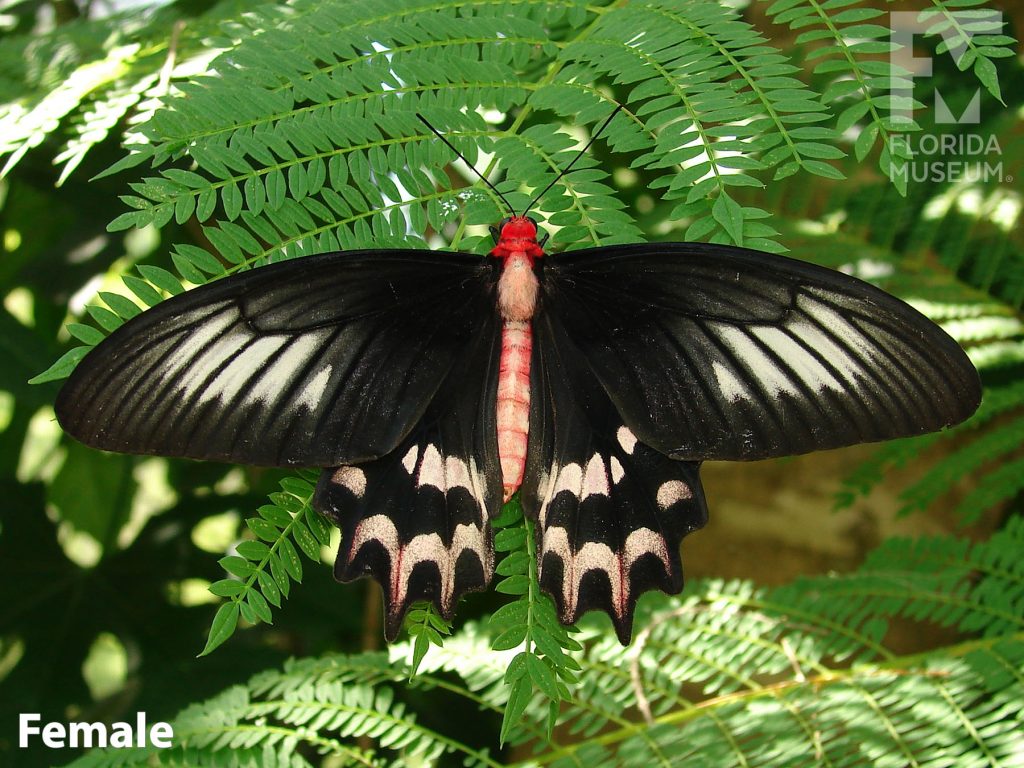 Female Bat Wing Butterfly with open wings. The lower wings end in several points. With its wings open the female butterfly is black with many cream-colored markings, the body is dull red