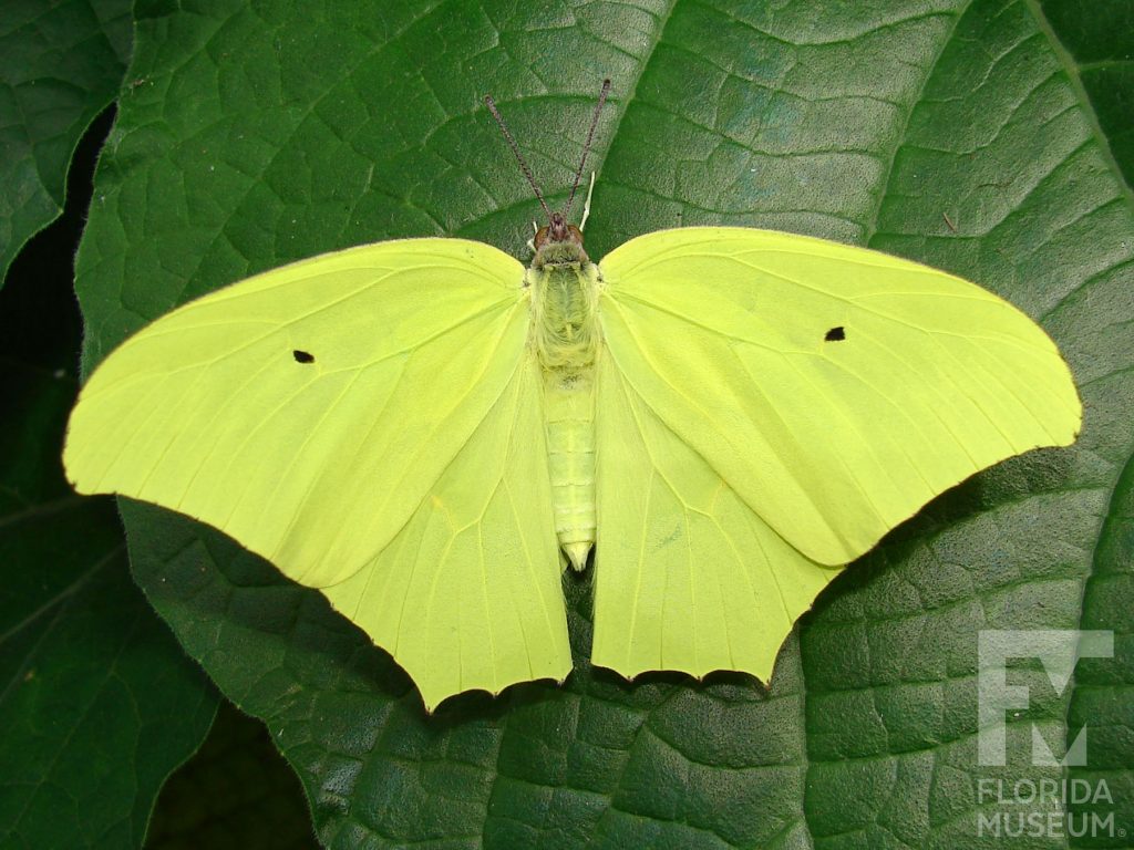 Yellow-angled Sulfur butterfly with open wings. Male and female butterflies looks similar. Butterfly with yellow-green with a singe small black dot at the center of the upper wing.