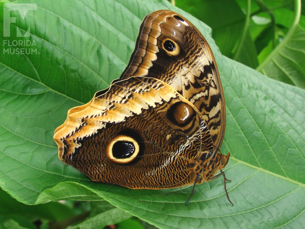 Magnificent Owl butterfly with wings closed. Male and female butterflies look similar. Butterflies with wings closed are shades of brown and cream with large ‘owl eye’ spots.