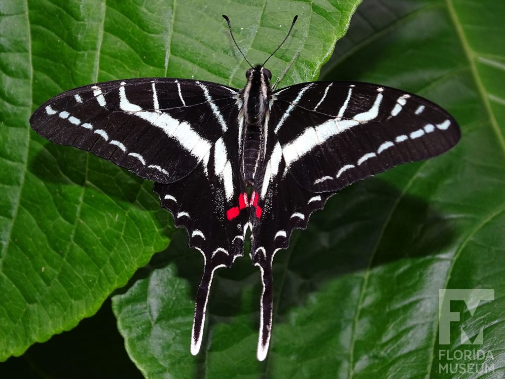 Dark Kite Swallowtail Butterfly with wings open. Male and female butterflies look similar. The lower wings end in a long thin point. With its wings open the butterfly is black with white and red stripes. There are red marks near the end of the butterflies body.