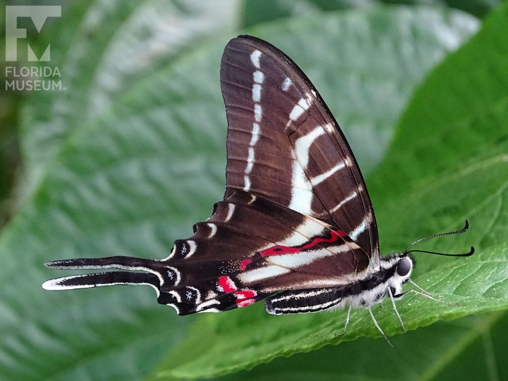 Dark Kite Swallowtail Butterfly with wings closed. The lower wings end in a long thin point. With its wings closed the butterfly is black with white/pale blue and red stripes. The body is white and black striped.