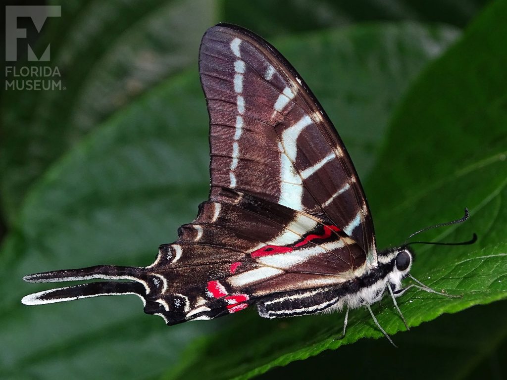 Dark Kite Swallowtail Butterfly with wings closed. The lower wings end in a long thin point. With its wings closed the butterfly is black with white/pale blue and red stripes. The body is white and black striped.