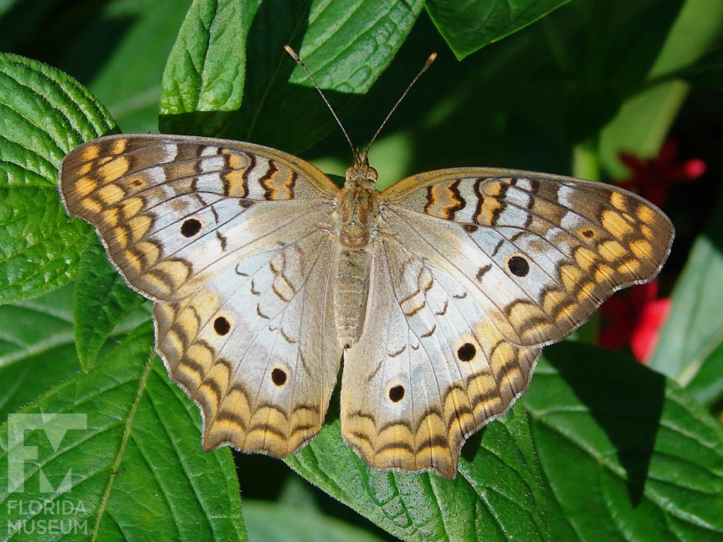 White Peacock Butterfly with wings closed. Male and female butterflies looks similar. With its wings open butterfly with tan, brown and white with dark brown spots. Tan and brown markings form a border along the wing edges.